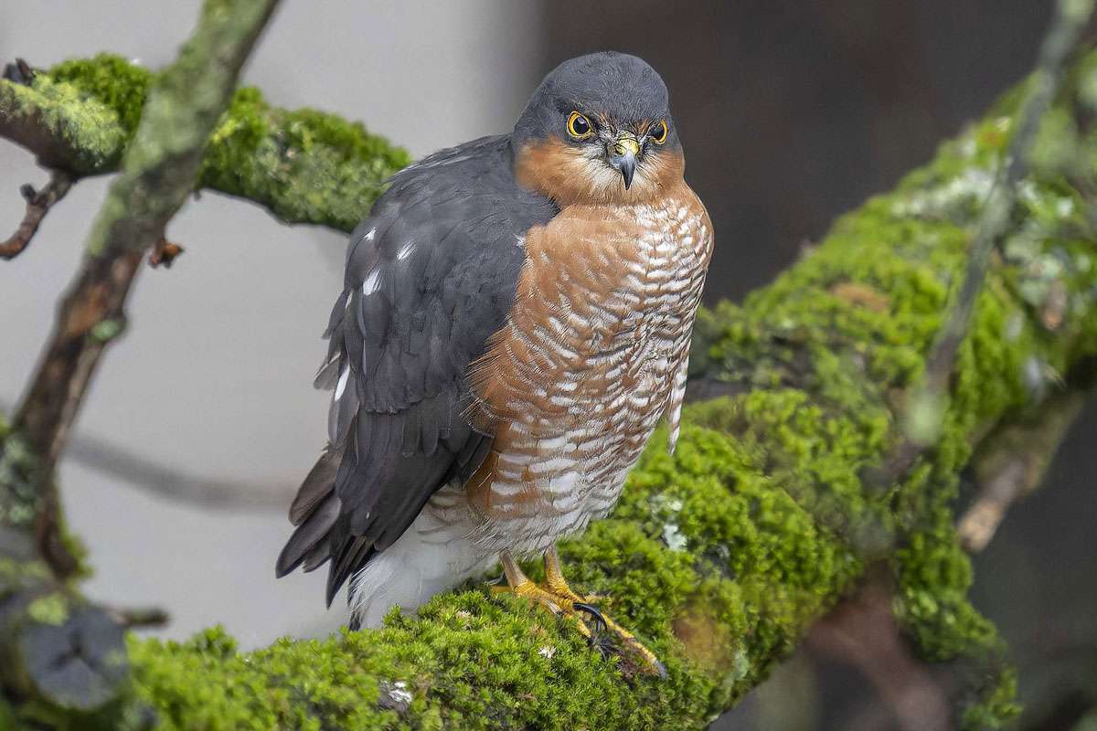 Sperber (Accipiter nisus), (c) Karl-Heinz Krumwiede/NABU-naturgucker.de