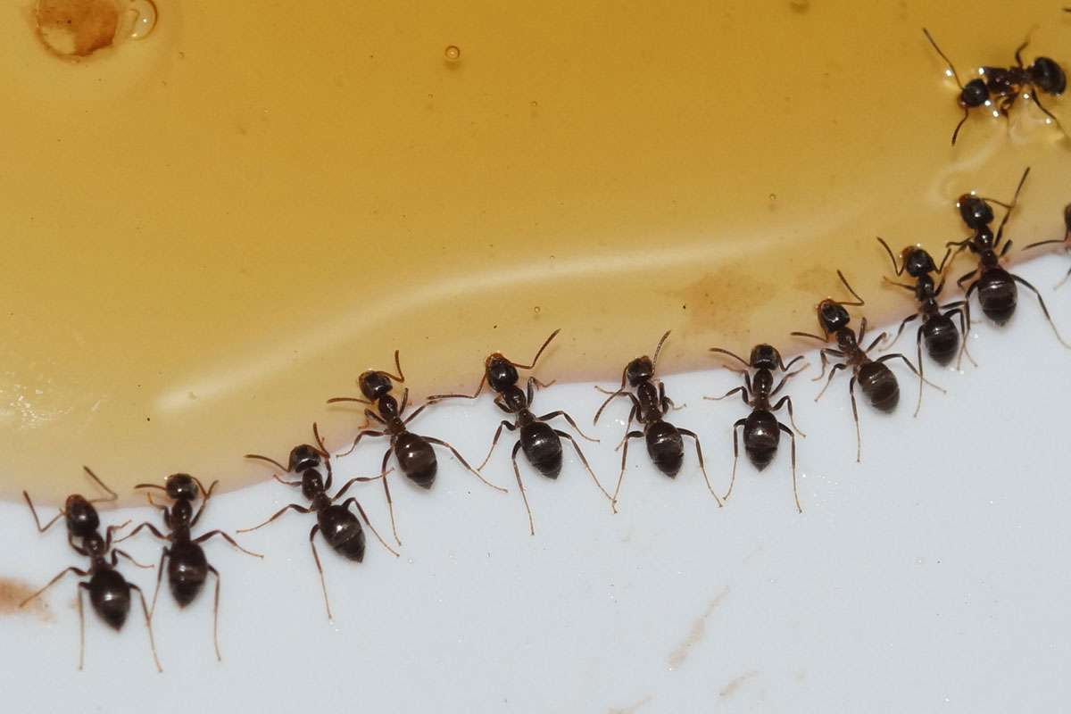 Nahrung als Lockmittel: Diese Wegameisen (Lasius sp.) haben auf dem Frühstückstisch verschütteten Honig entdeckt, (c) Gaby Schulemann-Maier/NABU-naturgucker.de