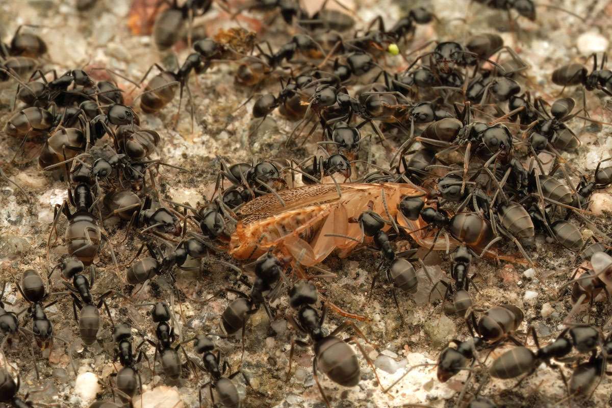 Invasive Art: die Große Drüsenameise (Tapinoma magnum), (c) Jörg Freyhof via Flickr, CC BY-NC 2.0