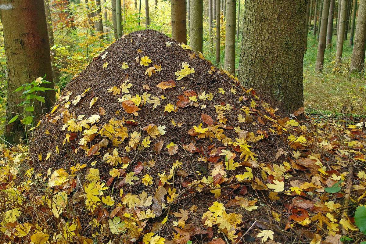 Waldameisenhügel (Formica sp.), (c) Hubertus Schwarzentraub/NABU-naturgucker.de