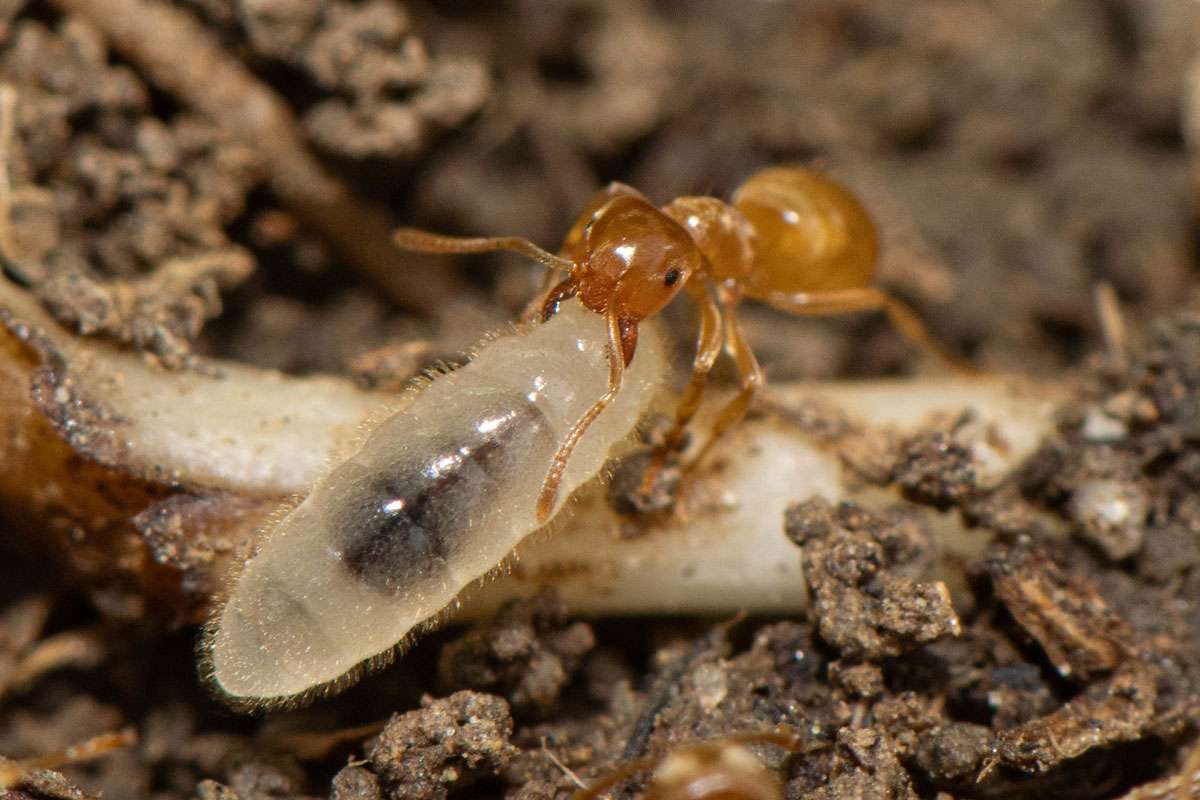 Gelbe Wiesenameise (Lasius flavus) trägt eine Larve, (c) Ulrich Sach/NABU-naturgucker.de