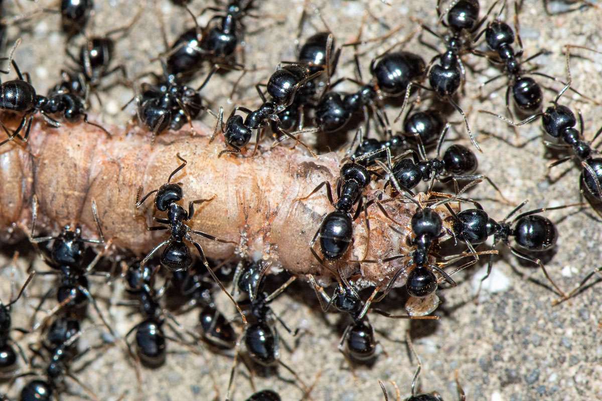 Glänzendschwarze Holzameise (Lasius fuliginosus), (c) Ulrich Sach/NABU-naturgucker.de