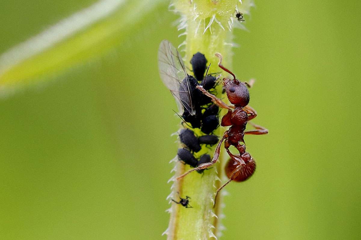 Knotenameise (Myrmica sp.) bewacht Blattläuse, (c) Ursula Spolders/NABU-naturgucker.de