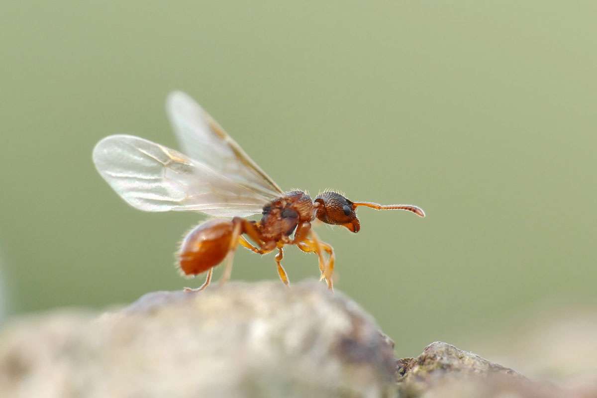 Königin aus der Gattung Myrmica, (c) Gerwin Bärecke/NABU-naturgucker.de