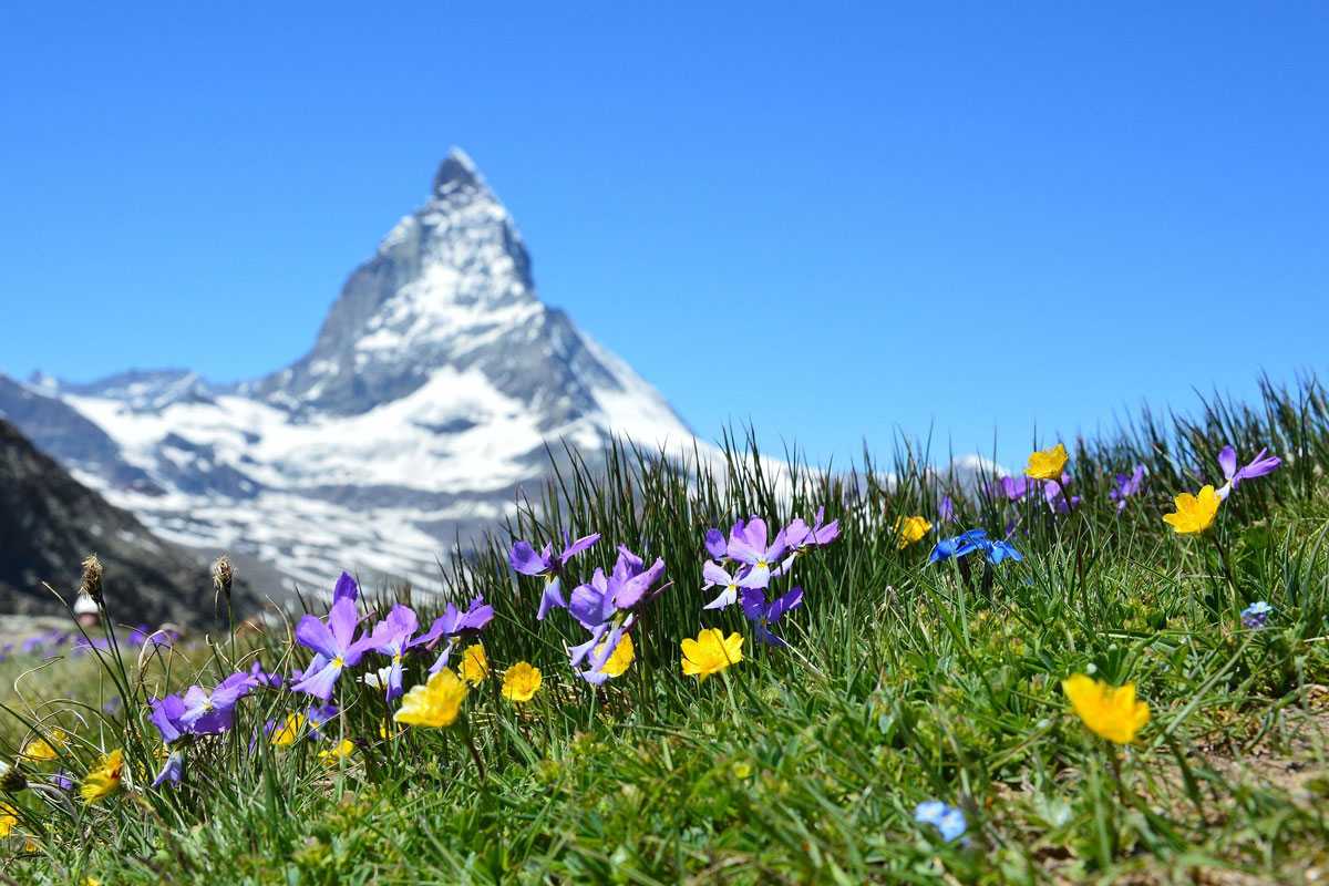 Blumenwiese mit Matterhorn im Hintergrund, (c) Claudia Beyli/Pixabay