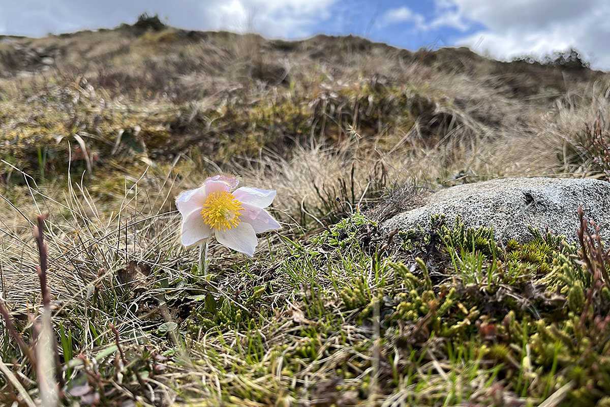 Frühlings-Kuhschelle (Pulsatilla vernalis), (c) Ina Siebert/NABU-naturgucker.de
