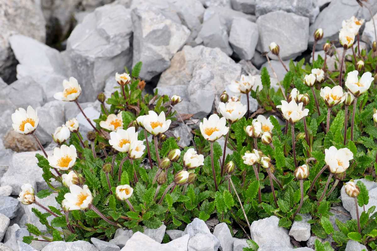 Weiße Silberwurz (Dryas octopetala), (c) Karl-Heinz Römer/NABU-naturgucker.de