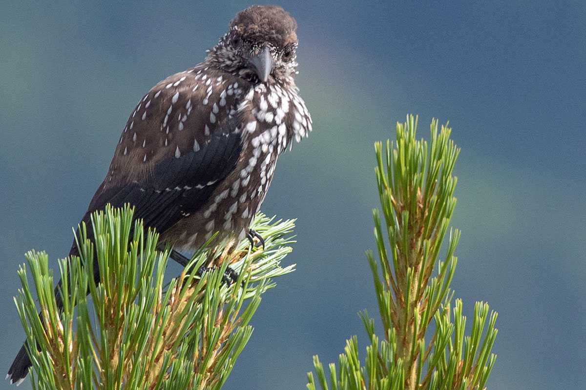 Tannenhäher (Nucifraga caryocatactes), (c) Hansjörg Ribis/NABU-naturgucker.de