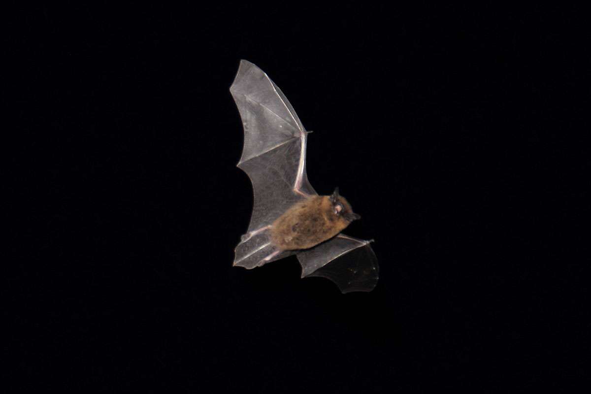 Unbestimmte Fledermaus, (c) Andreas Just/NABU-naturgucker.de
