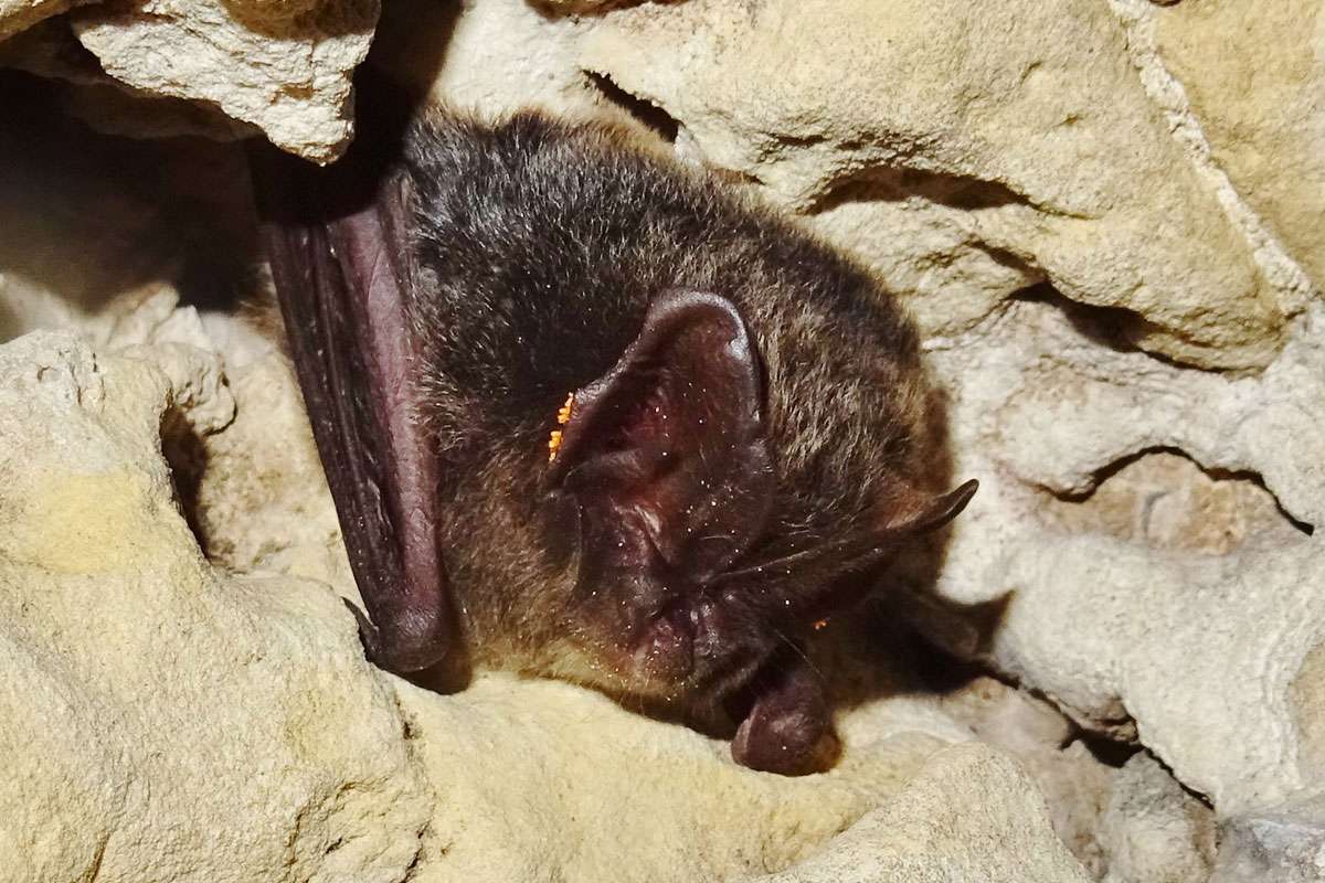 Mopsfledermaus, (c) Hans Prün/NABU-naturgucker.de