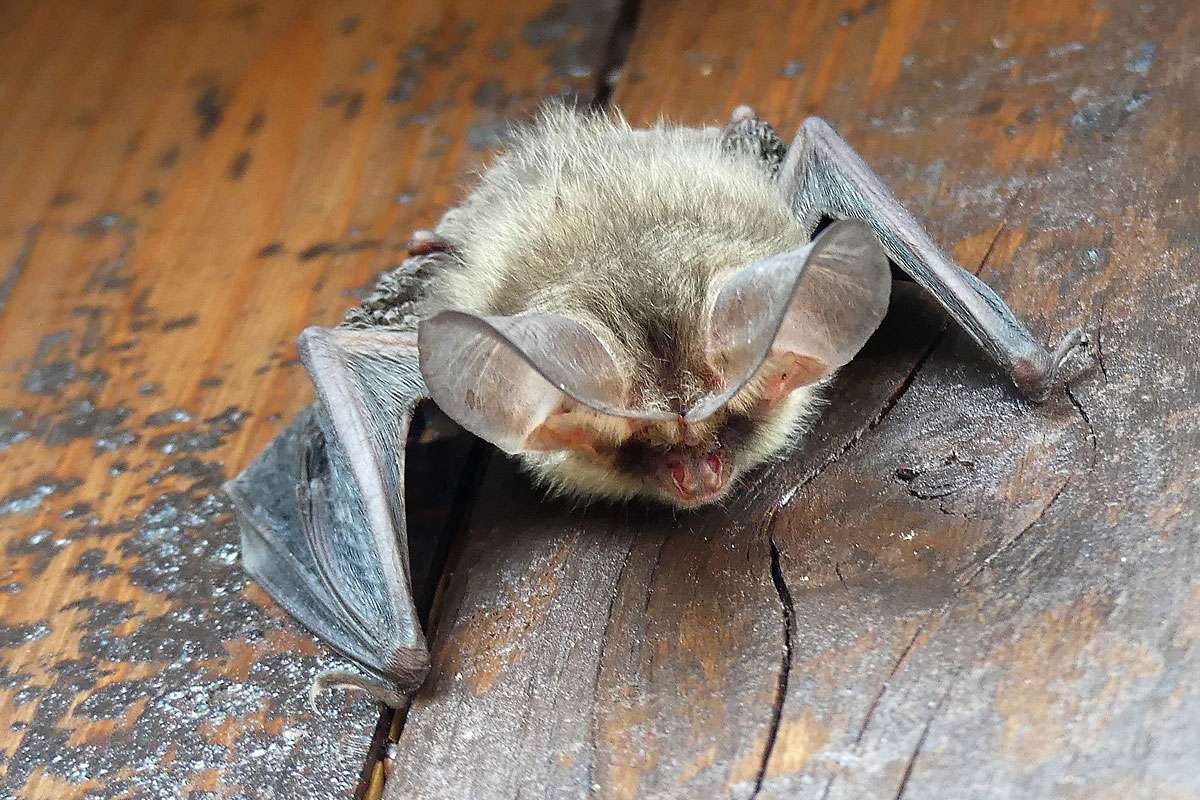 Braunes Langohr, (c) Rainer Schmidt/NABU-naturgucker.de