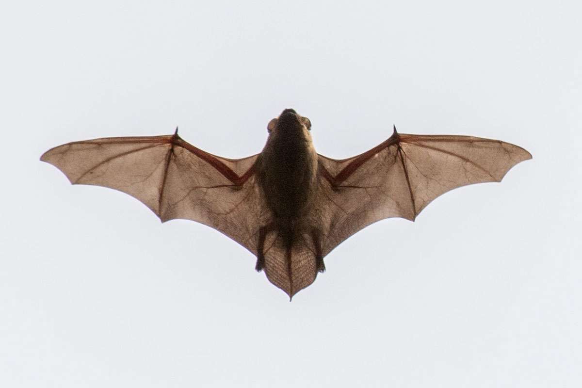 Großer Abendsegler, (c) Torsten Nienaber/NABU-naturgucker.de