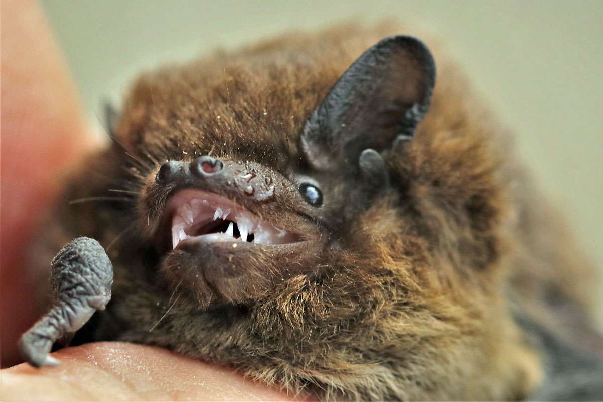 Zwergfledermaus, (c) Hartmut Mai/NABU-naturgucker.de