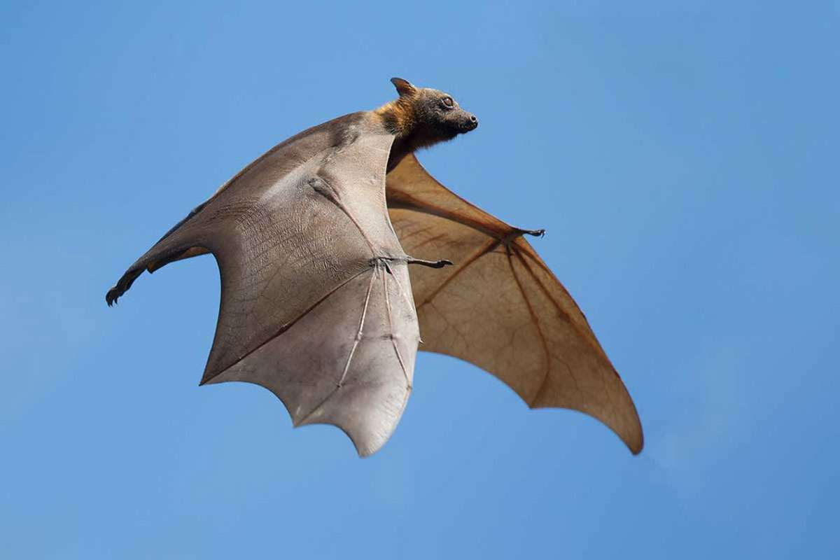 Schwarzer Flughund, (c) Andreas Trepte/NABU-naturgucker.de