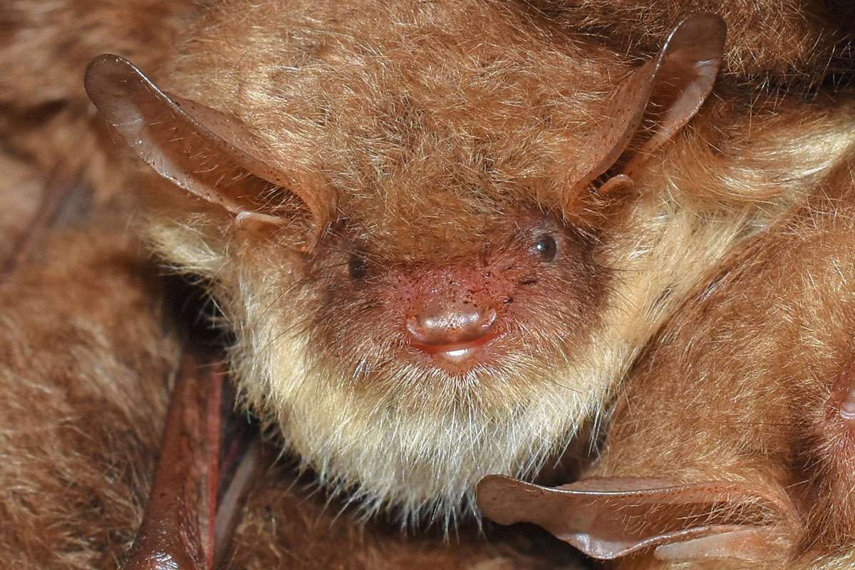 Fransenfledermaus, (c) Hans Schwarting/NABU-naturgucker.de