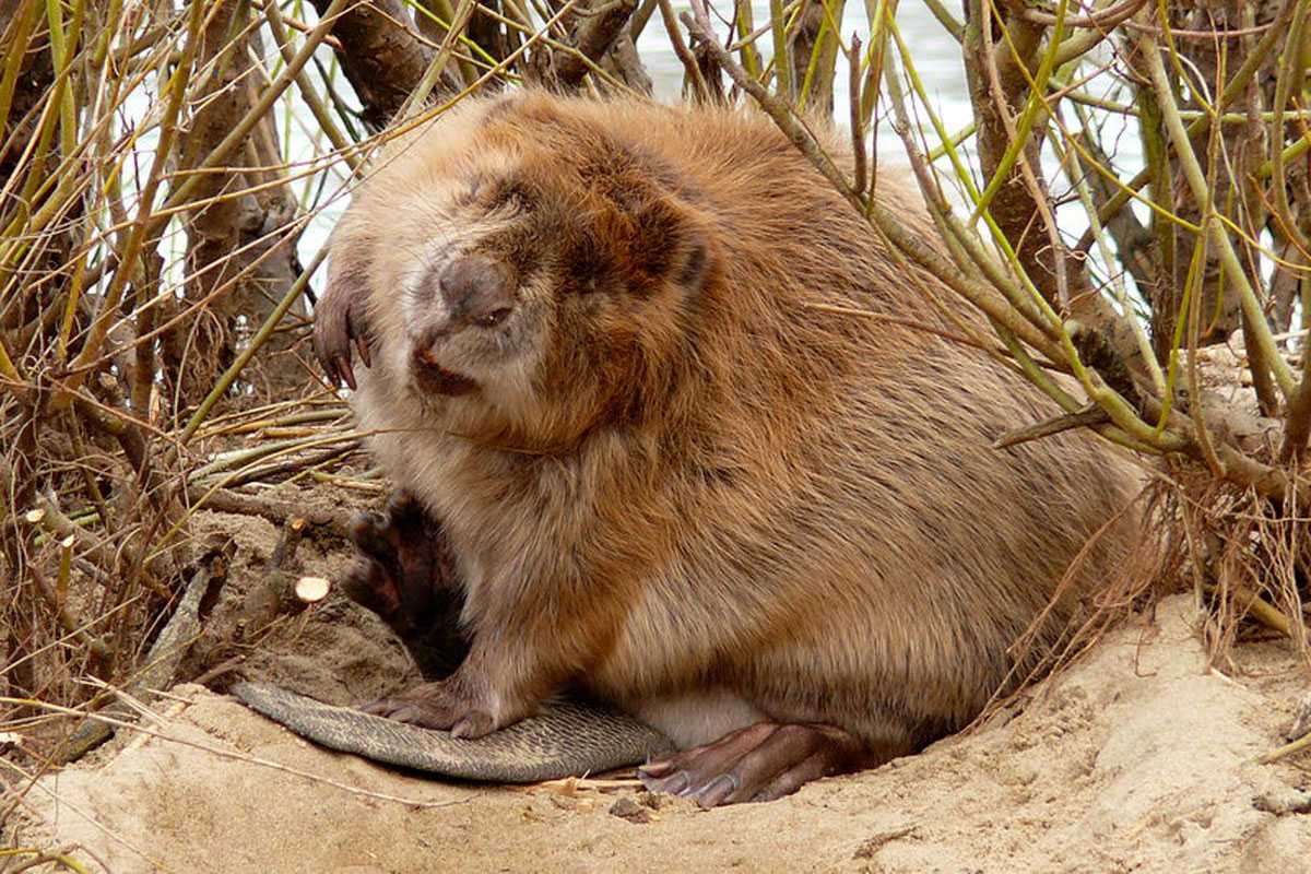 An seiner Kelle, dem breiten, flachen Schwanz, gut zu erkennen: Europäischer Biber (Castor fiber), (c) Hannelore Müller-Scherz/NABU-naturgucker.de