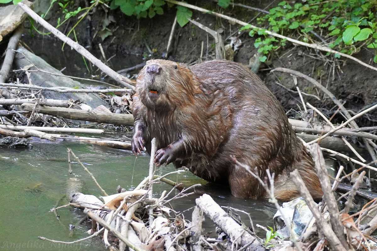 Trächtiger weiblicher Europäischer Biber (Castor fiber), (c) Angelika Nijhoff/NABU-naturgucker.de