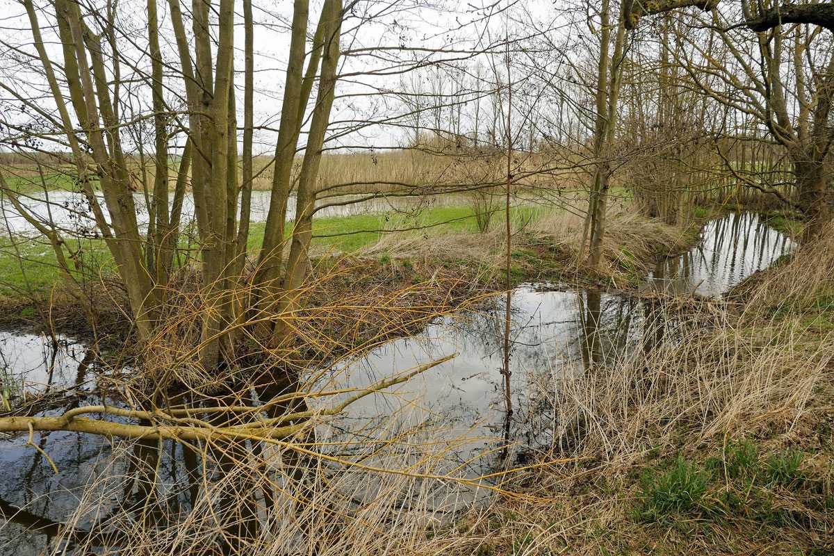 Dieser Biberdamm staut einen kleinen Bach auf, (c) Klaus Dühr/NABU-naturgucker.de