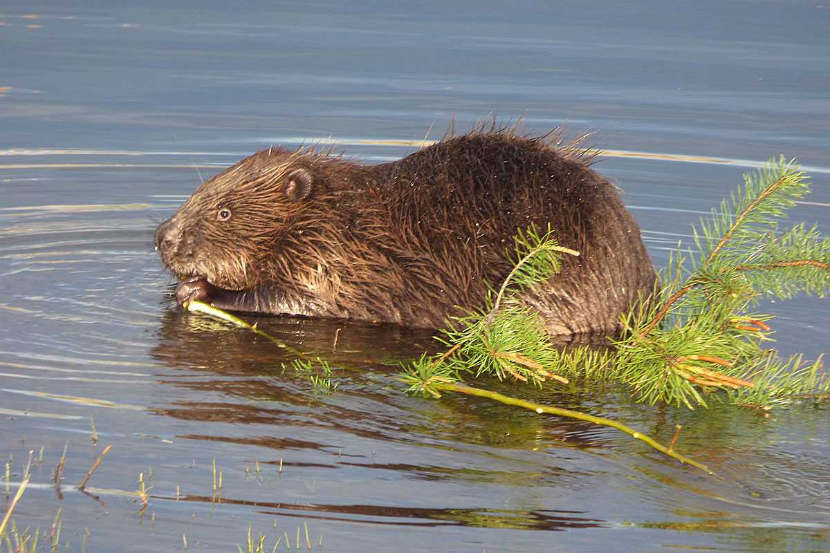Fressender Europäischer Biber (Castor fiber), (c) Bodo Sonnenburg/NABU-naturgucker.de