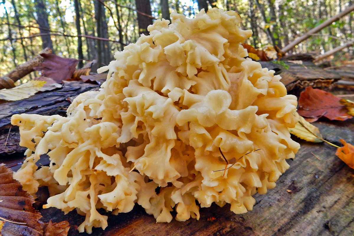 Krause Glucke (Sparassis crispa), (c) Hubertus Schwarzentraub/NABU-naturgucker.de