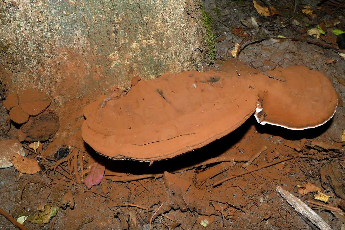 Rostbraunes Sporenpulver ist typisch für den Flachen Lackporling (Ganoderma applanatum), (c) Joachim Das/NABU-naturgucker.de