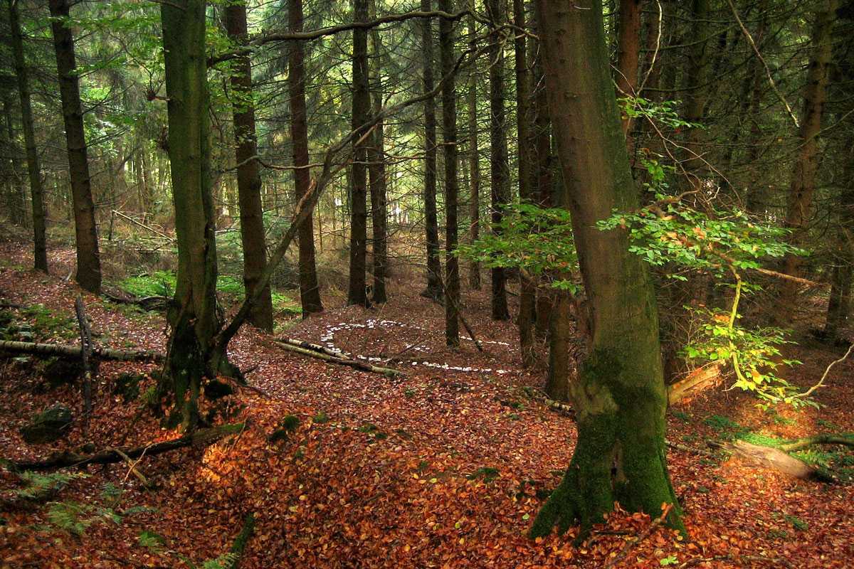 Hexenring im Wald, (c) Christine Laumann/NABU-naturgucker.de
