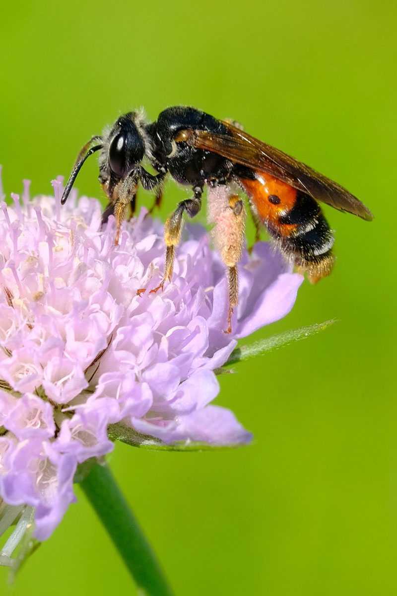 Knautien-Sandbiene (Andrena hattorfiana), (c) Margit Springer/NABU-naturgucker.de