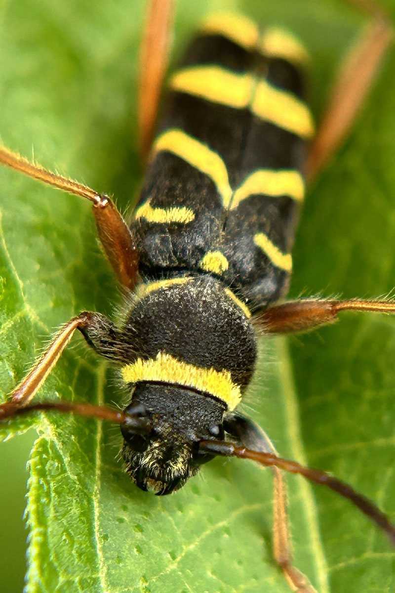 Echter Widderbock (Clytus arietis), Markus Koschinsky/NABU-naturgucker.de