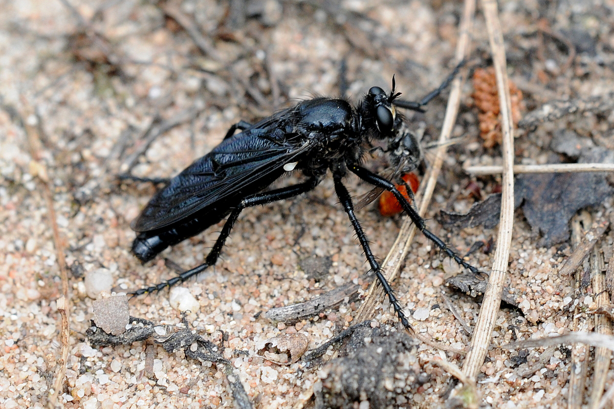 Große Wolfsfliege, sehr selten und stark gefährdet, (c) Harald Bott/NABU-naturgucker.de