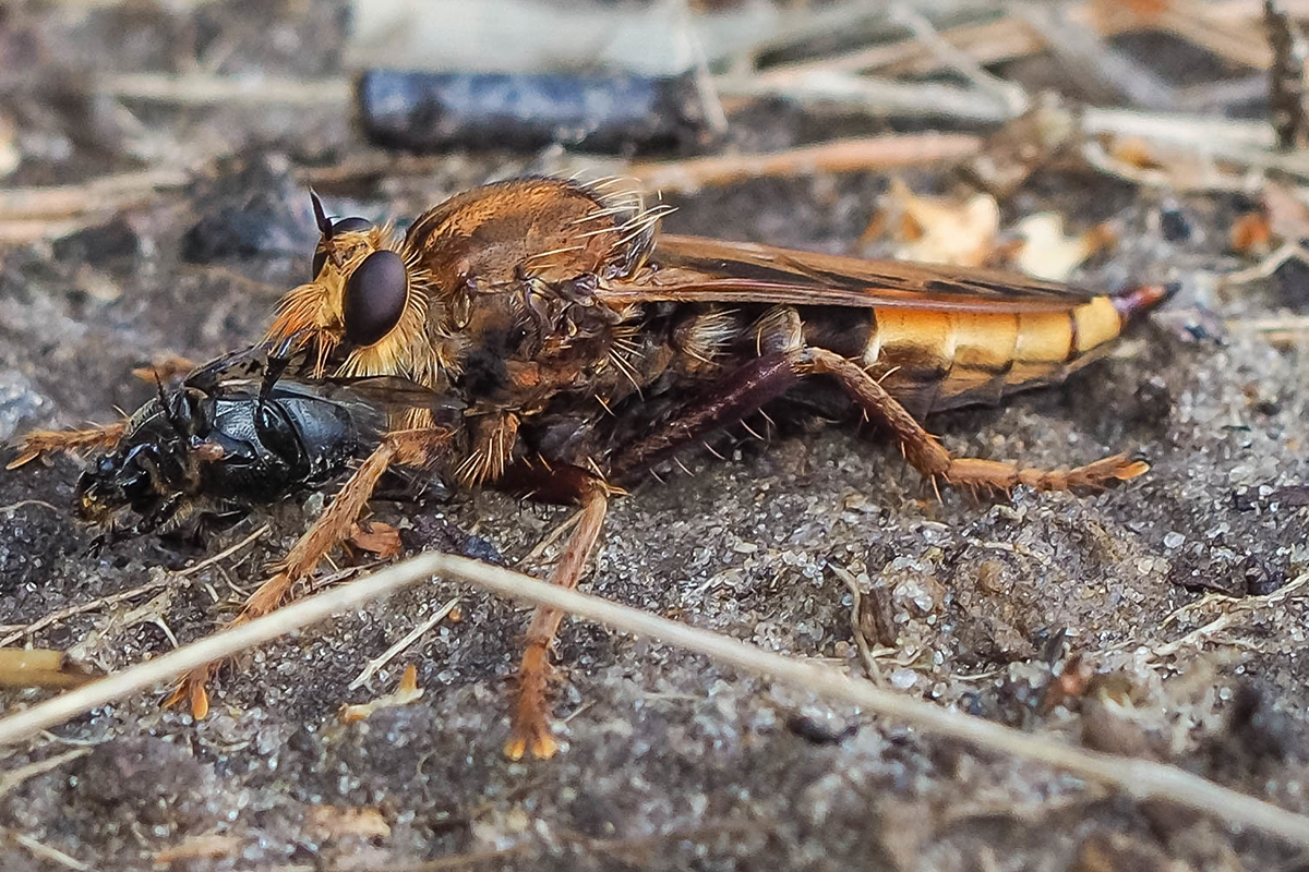 Hornissen-Raubfliege, Einstufung verbessert von stark gefährdet zu gefährdet, (c) Istvan und Sabine Palfi/NABU-naturgucker.de