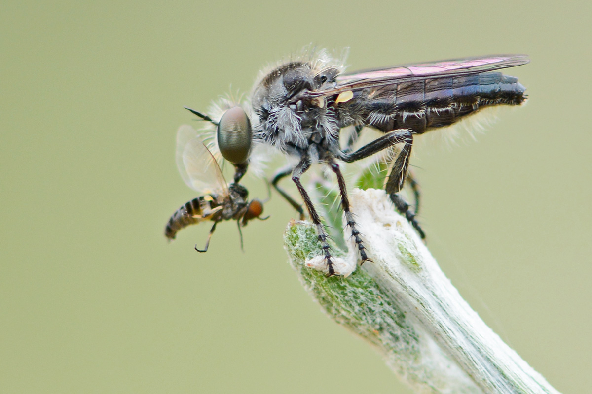 Braune Rabaukenfliege, sehr selten und stark gefährdet, (c) Stella Mielke/NABU-naturgucker.de