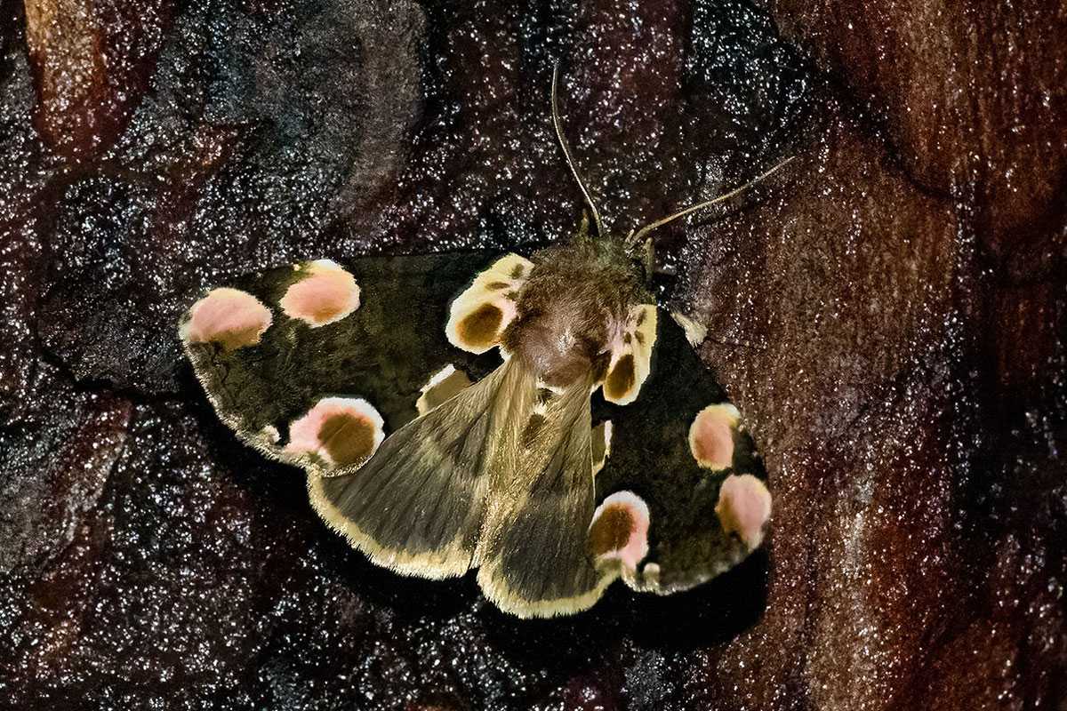 Rosen-Eulenspinner (Thyatira batis) in der Nacht, (c) Patrick Helpap/NABU-naturgucker.de