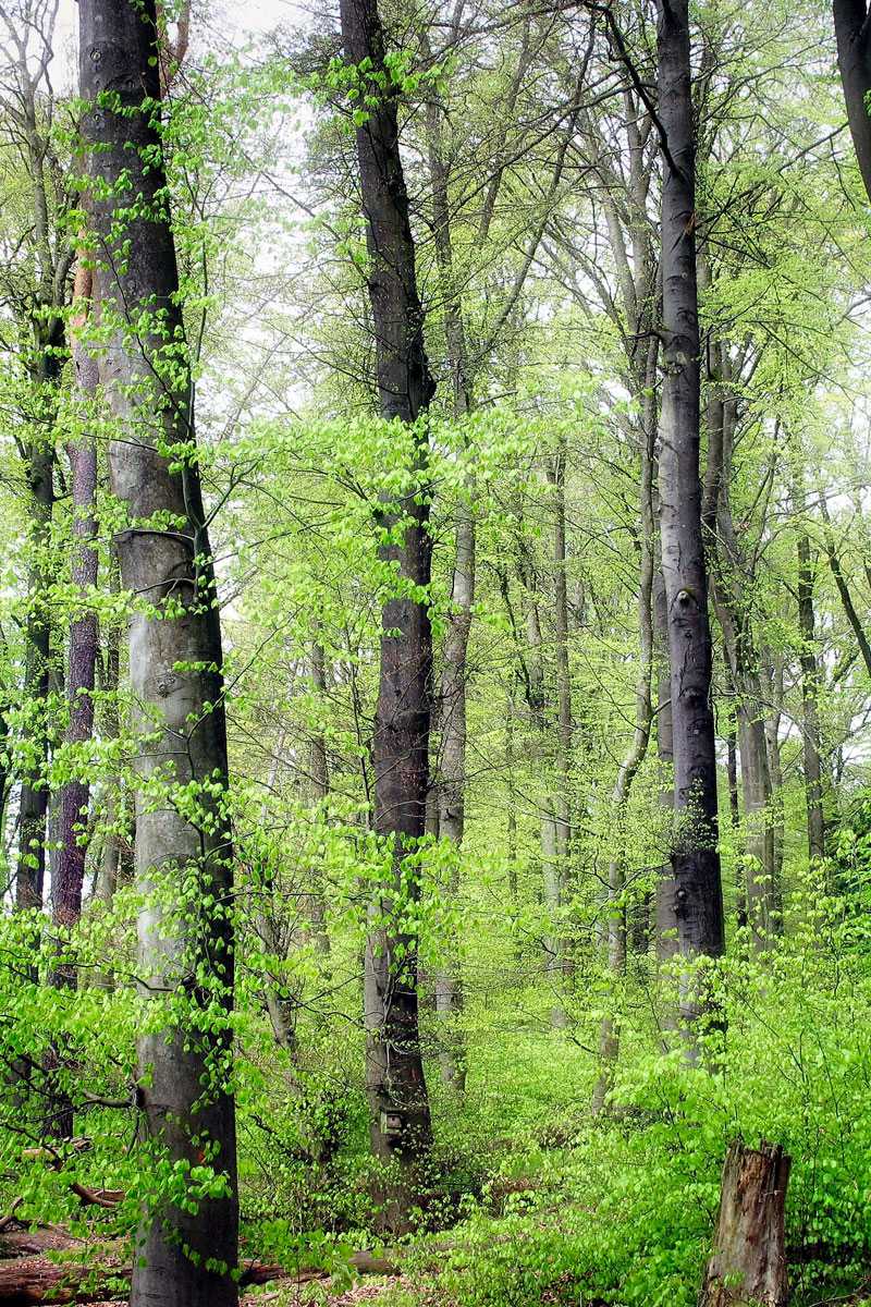 Frühling im Buchenwald, (c) Hubertus Schwarzentraub/NABU-naturgucker.de