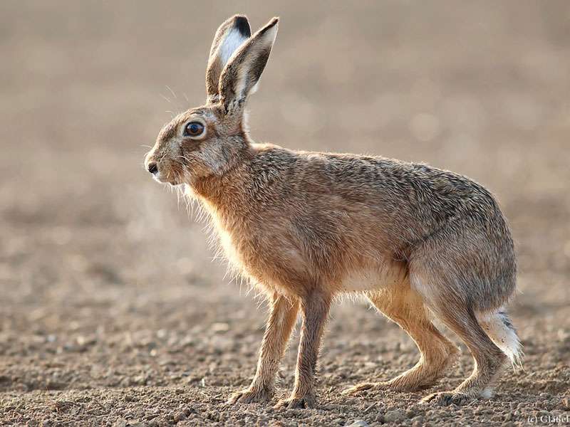 Feldhase mit aufgerichteten Löffeln, (c) Markus Gläßel/NABU-naturgucker.de