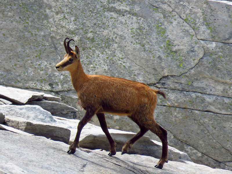 Das Paarungsverhalten der Gämsen ist überraschend, (c) Jonas Sielenkämper/NABU-naturgucker.de