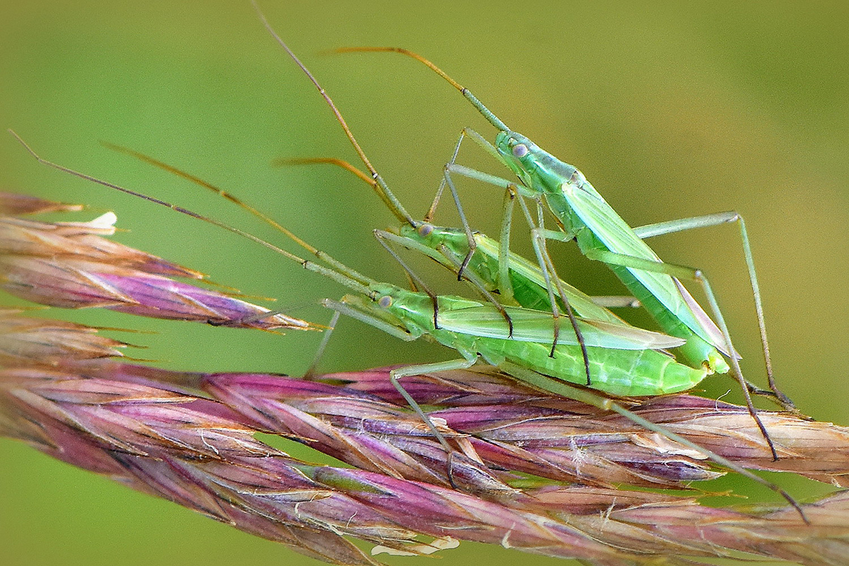 Große Graswanzen, (c) Karin-Simone Hauth/NABU-naturgucker.de