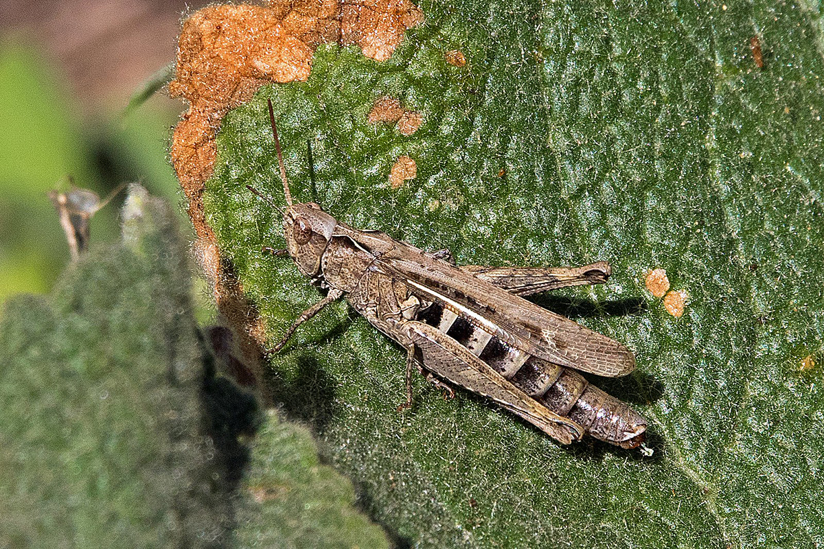 Nachtigall-Grashüpfer, (c) Roland Tichai/NABU-naturgucker.de