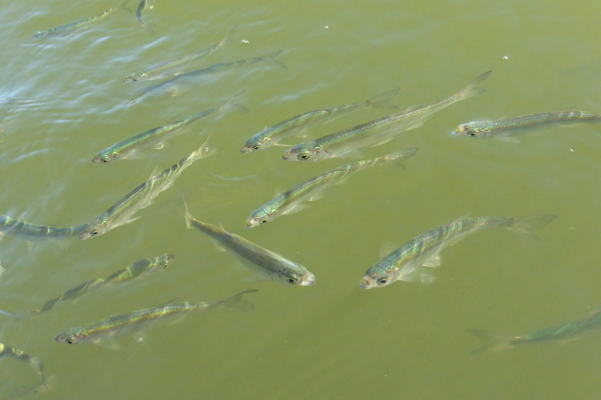 Atlantische Heringe in Finnland, (c) Alexandra Wochinger/NABU-naturgucker.de