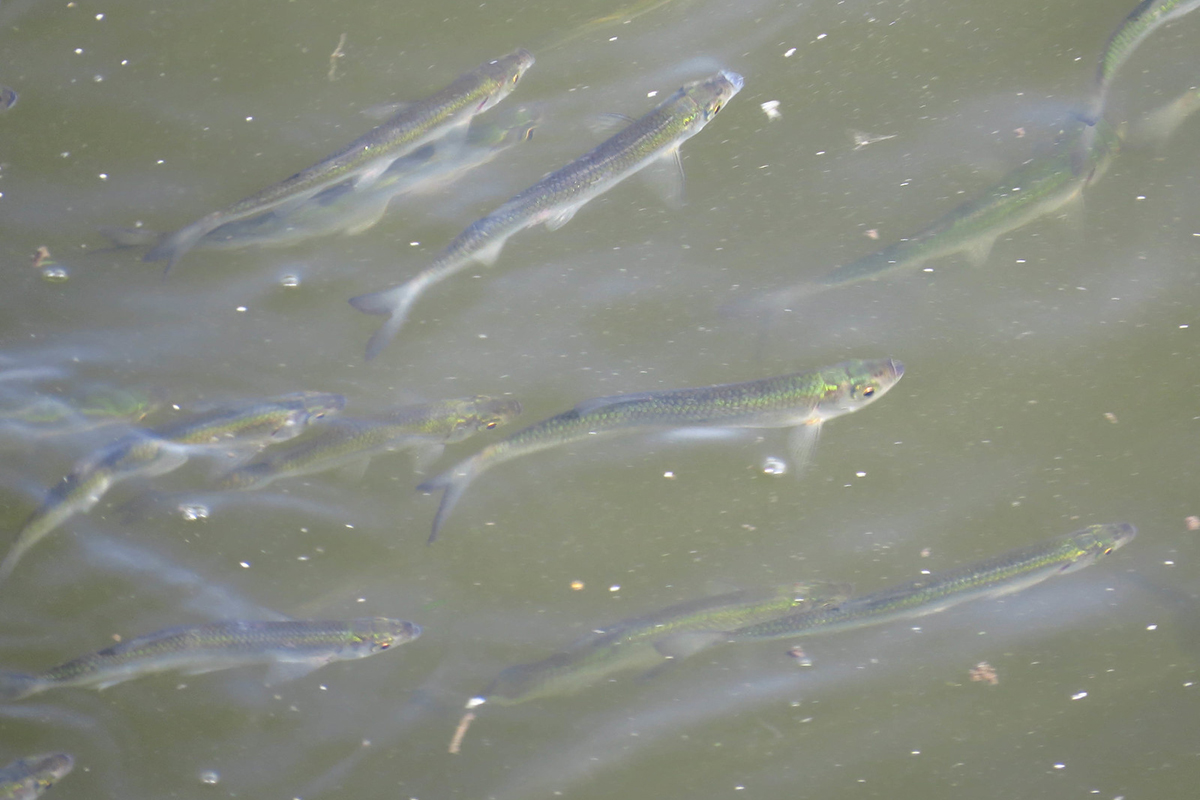 Atlantische Heringe im Greifswalder Bodden, (c) Jörg Chmill/NABU-naturgucker.de