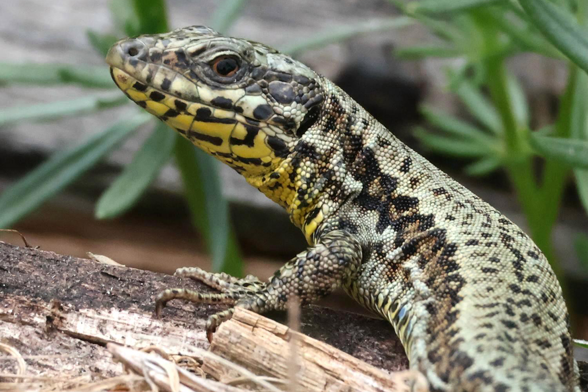 Mauereidechse in Baden-Württemberg, (c) Bernd Kittlaus/NABU-naturgucker.de