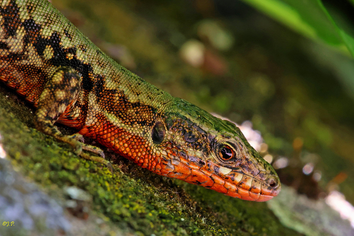 Mauereidechse in Rheinland-Pfalz, (c) Jürgen Podgorski/NABU-naturgucker.de