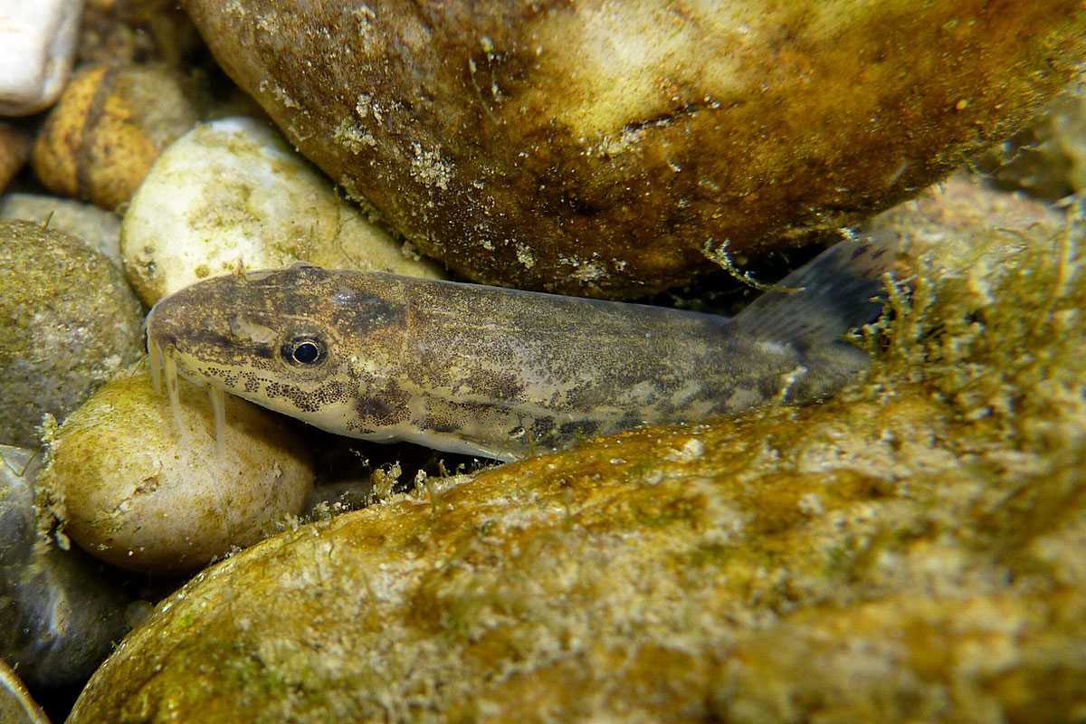 Bachschmerle (Barbatula barbatula), (c) Werner Bartsch/NABU-naturgucker.de