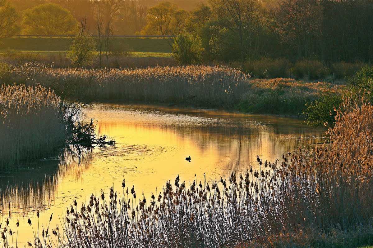 Elbe mit Ufervegetation im Morgenlicht, (c) rihaij/Pixabay