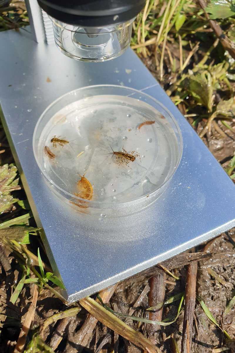 Untersuchung aquatischer Organismen, (c) Daniel Wojciechowski/NABU-naturgucker.de