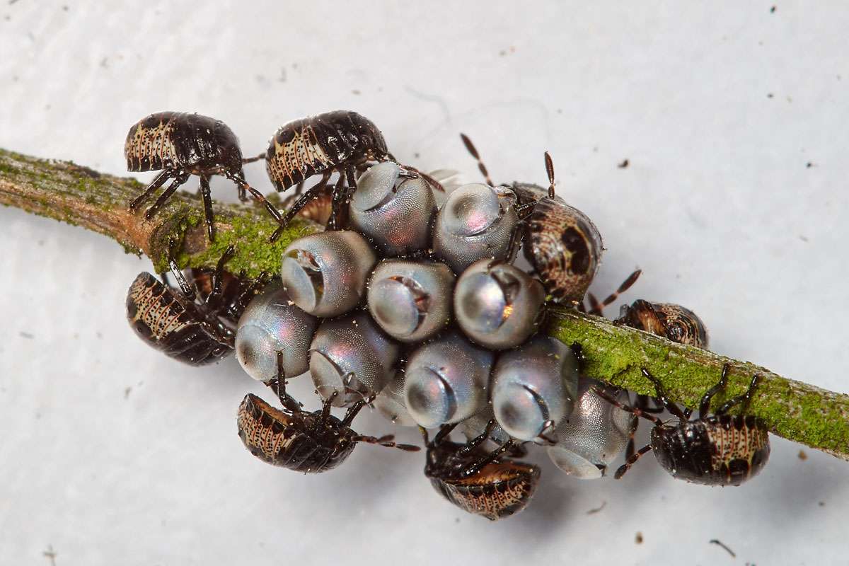 Schlüpfende und frisch geschlüpfte Nymphen der Grauen Garten (Rhaphigaster nebulosa), (c) Arno Laber/NABU-naturgucker.de