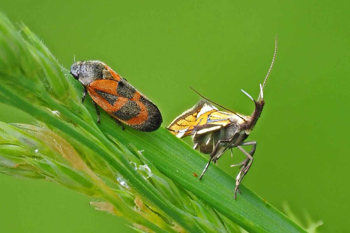 Kiefernblutzikade (Haematoloma dorsata) und Prächtige Faulholzmotte (Alabonia geoffrella), (c) Bernhard Konzen/NABU-naturgucker.de