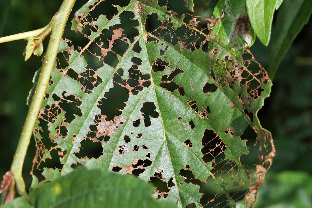 Typische Fraßspuren des Blauen Erlenblattkäfers (Agelastica alni), (c) Gaby Schulemann-Maier/NABU-naturgucker.de