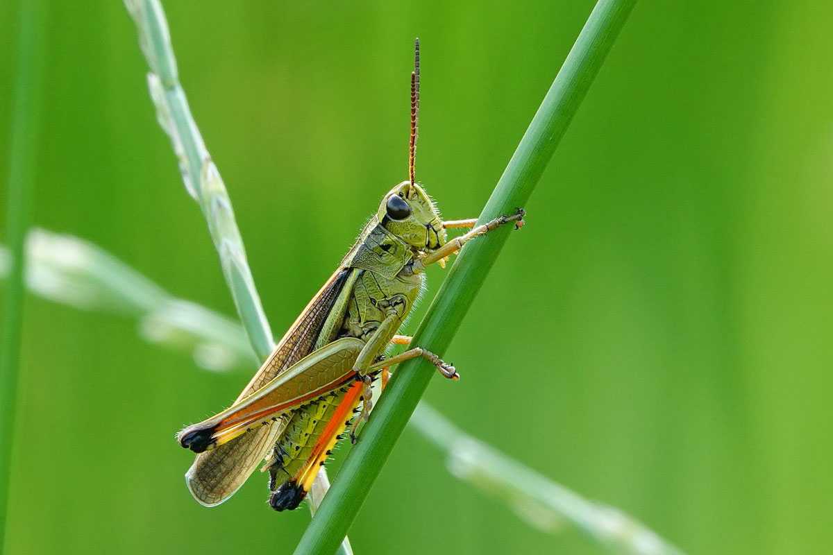 Sumpfschrecke (Stethophyma grossum), (c) Jens Winter/NABU-naturgucker.de