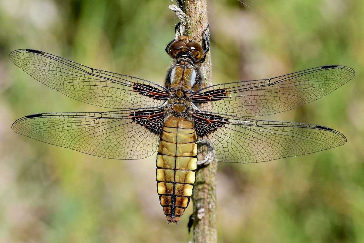 Plattbauch (Libellula depressa), (c) Ralph Bergs/NABU-naturgucker.de