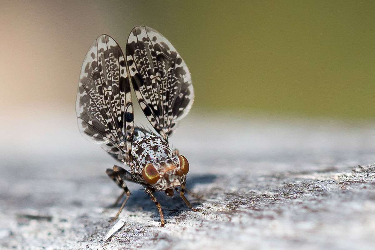 Pfauenfliege (Callopistromyia annulipes), (c) Marion Metzer/NABU-naturgucker.de